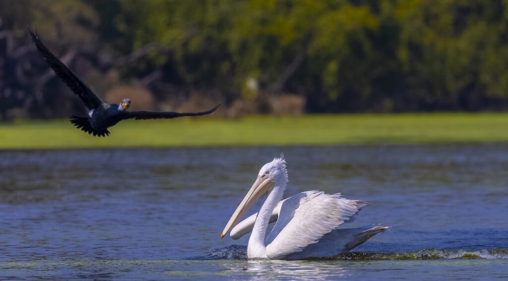 great-white-pelican-7676948_1280