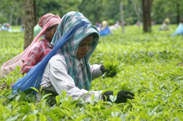 Tea Plantation Tour in Darjeeling
